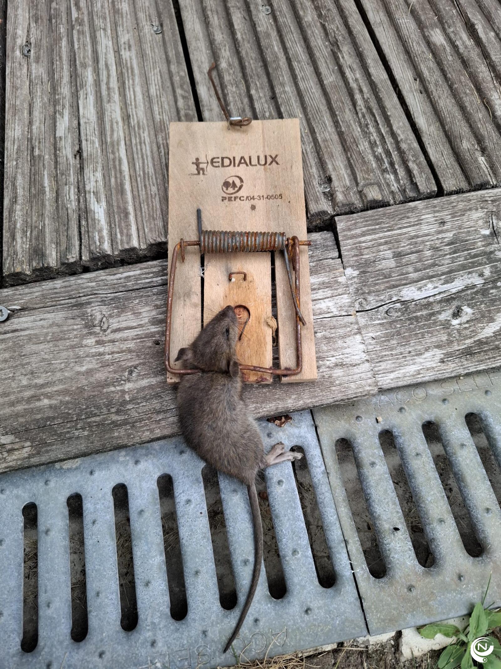 Ratten Geel - foto rr Durf
