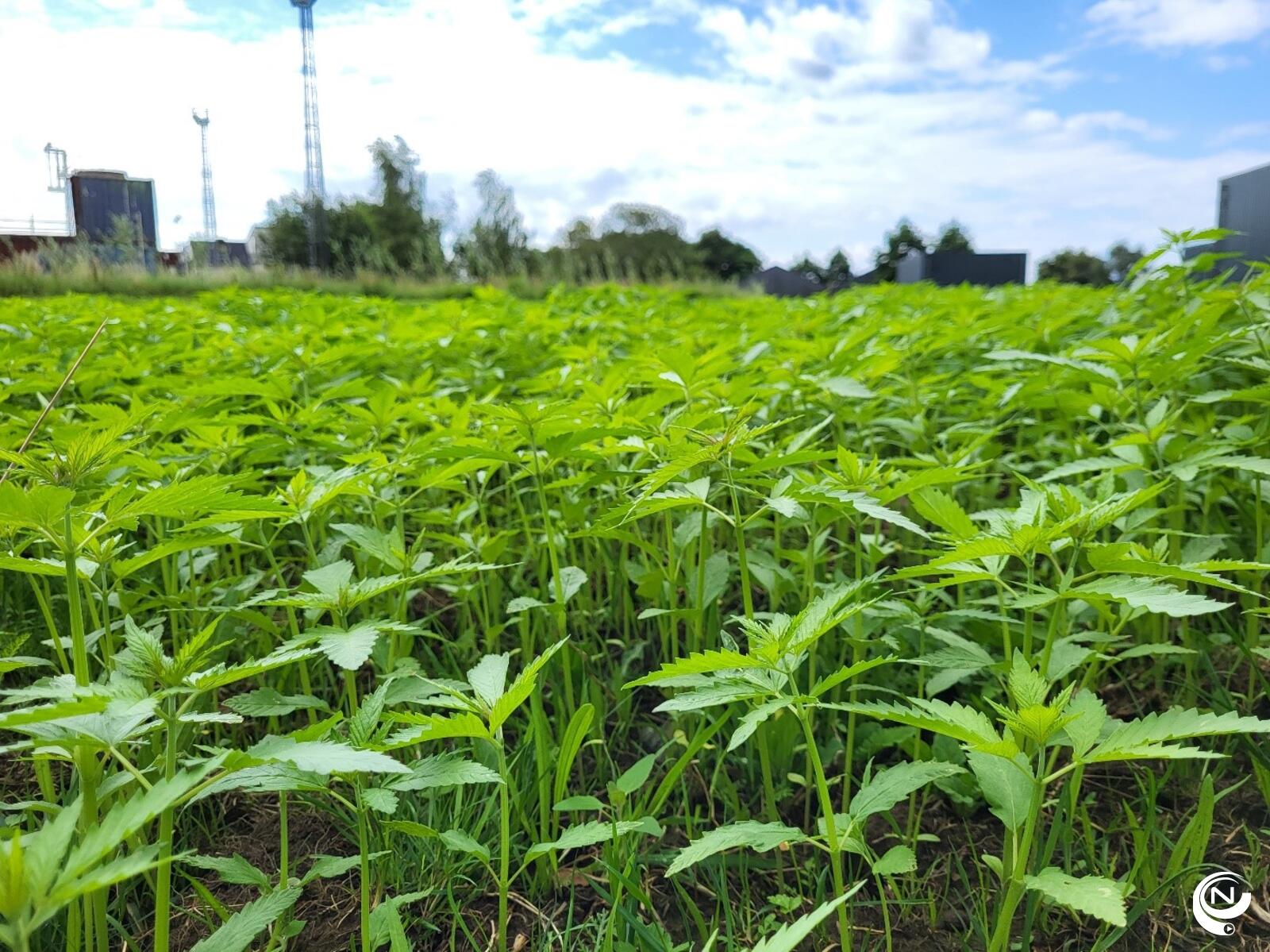 Groeiende Hennep Planten