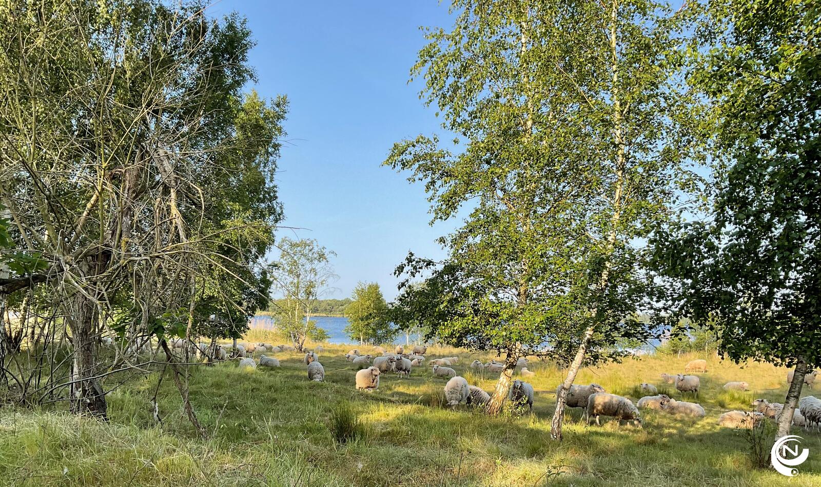 Schapen Mol Kemp vzw