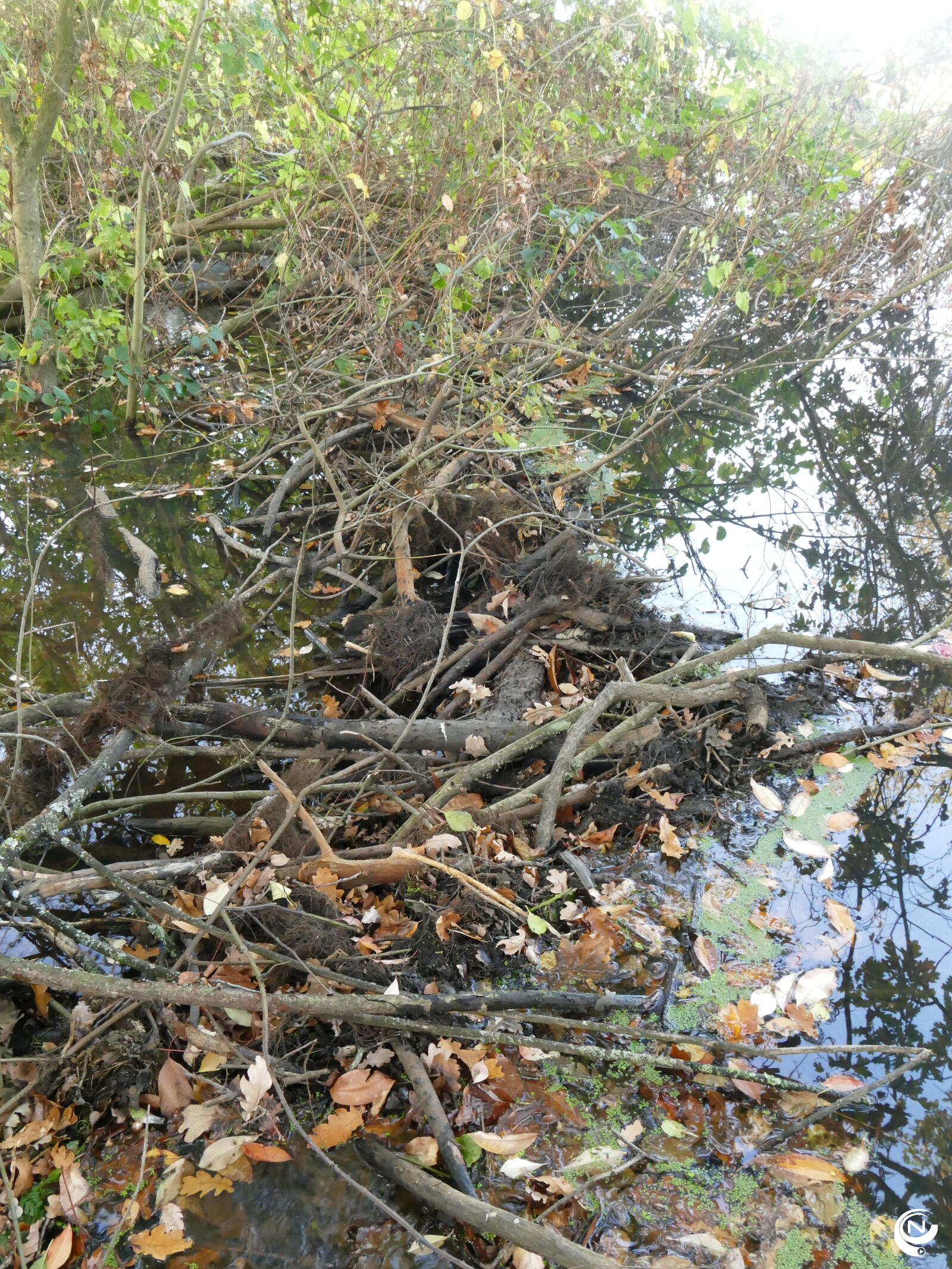 Bever Mol