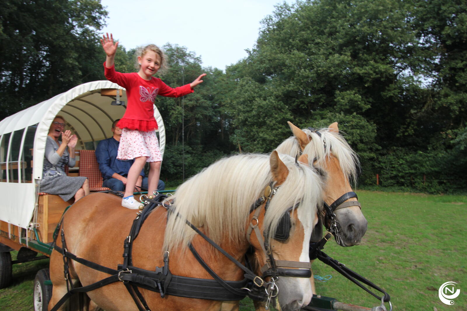 paarden 