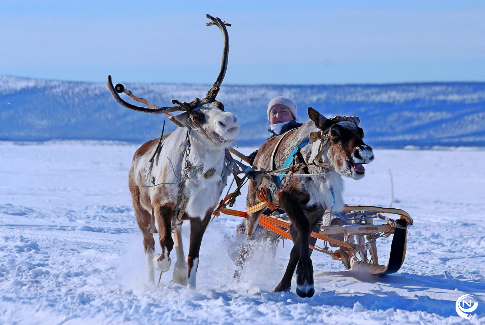 Lapland Långforsen rendieren