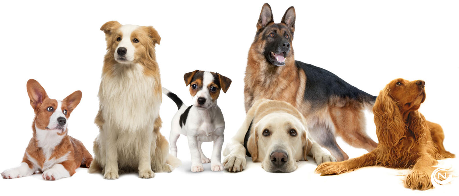 honden foto 11