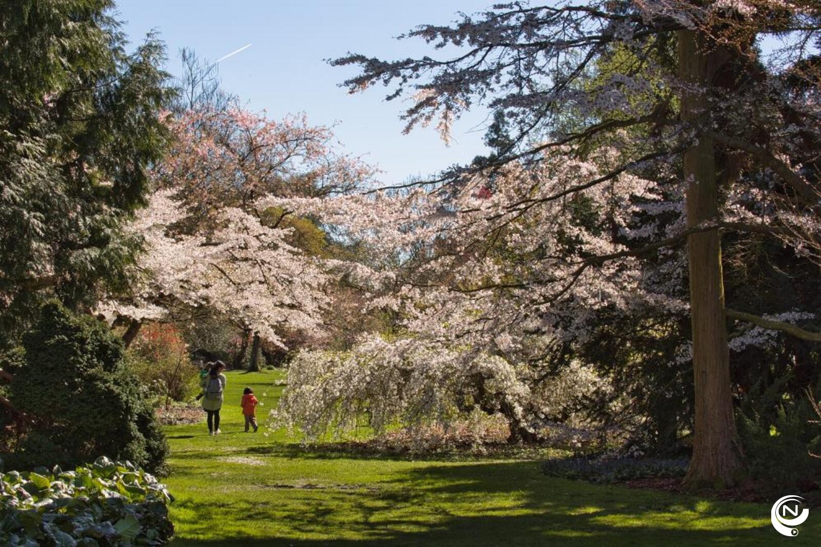 Japanse kerselaar Kalmthout