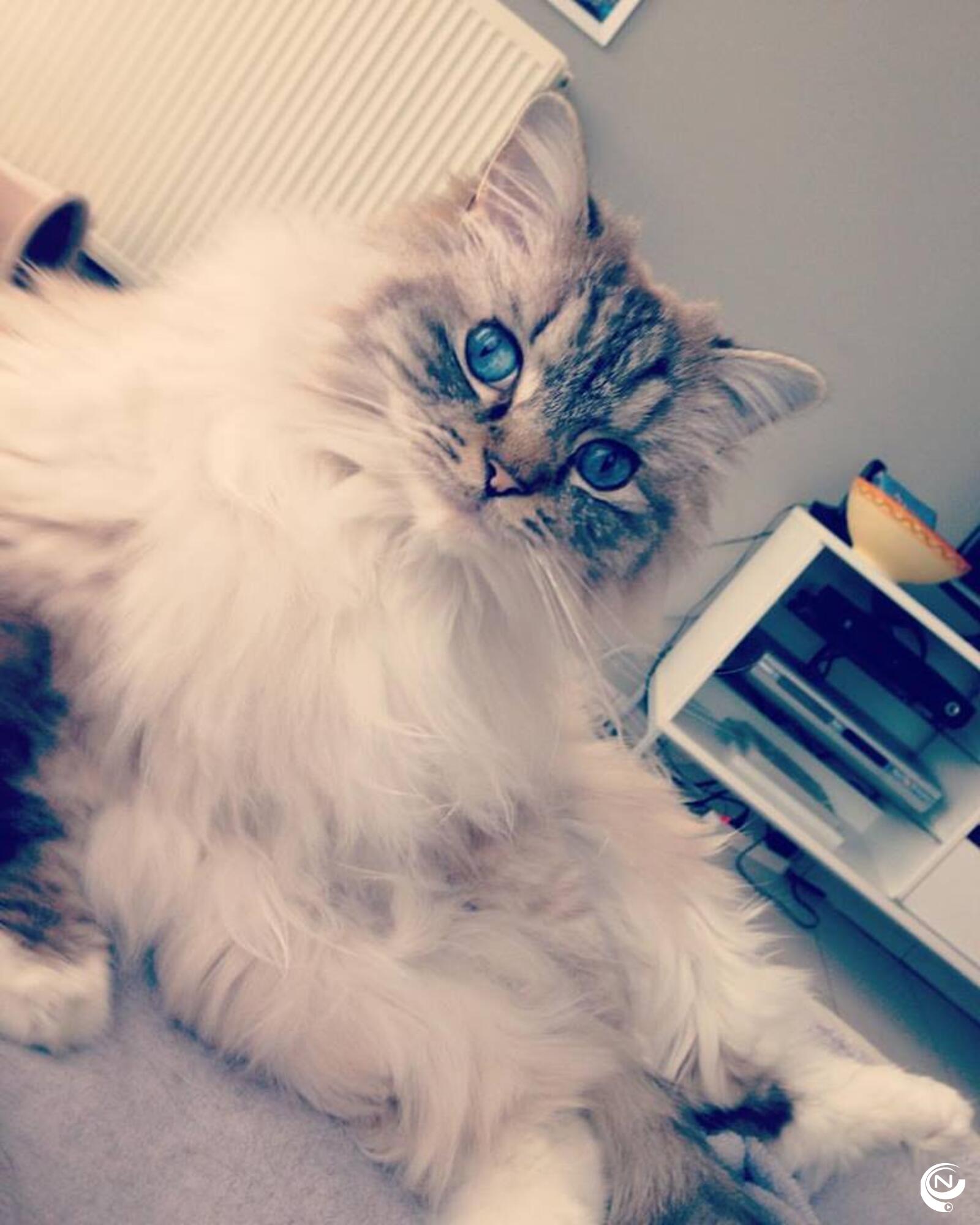 Mona Big Boss