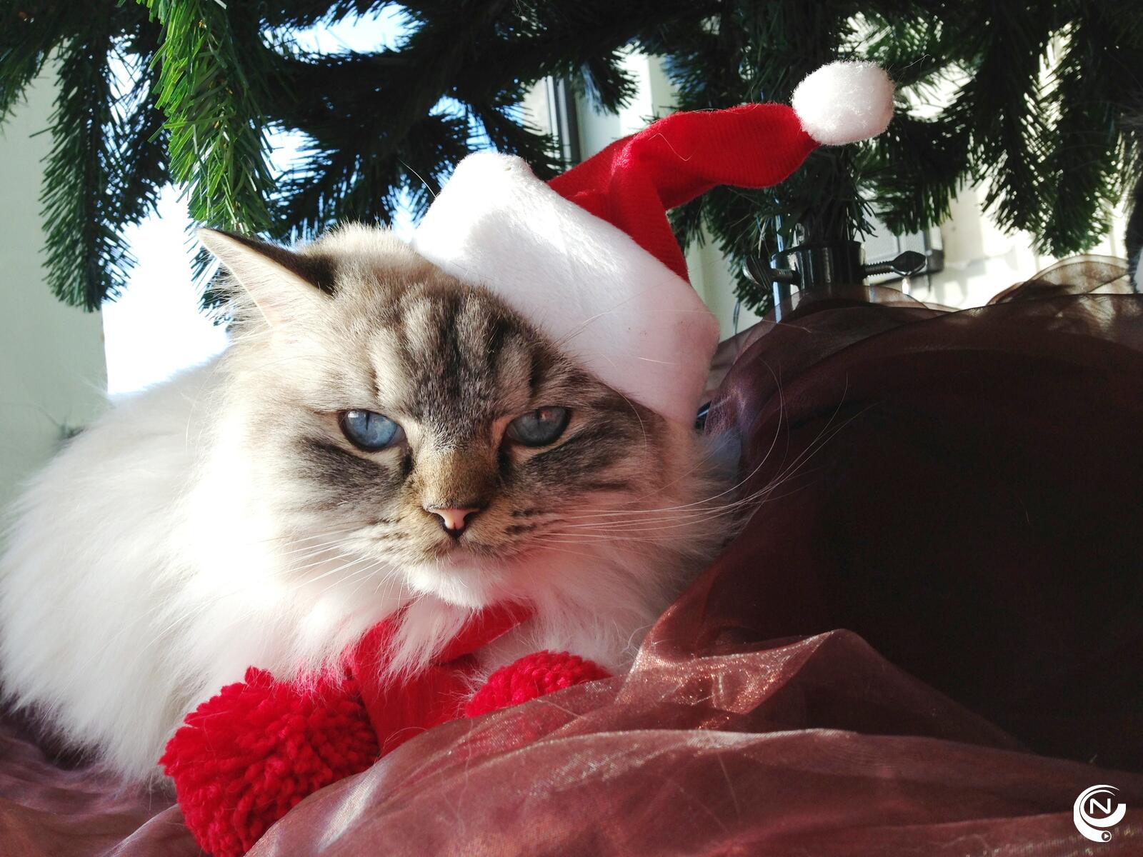 Mona Kerst