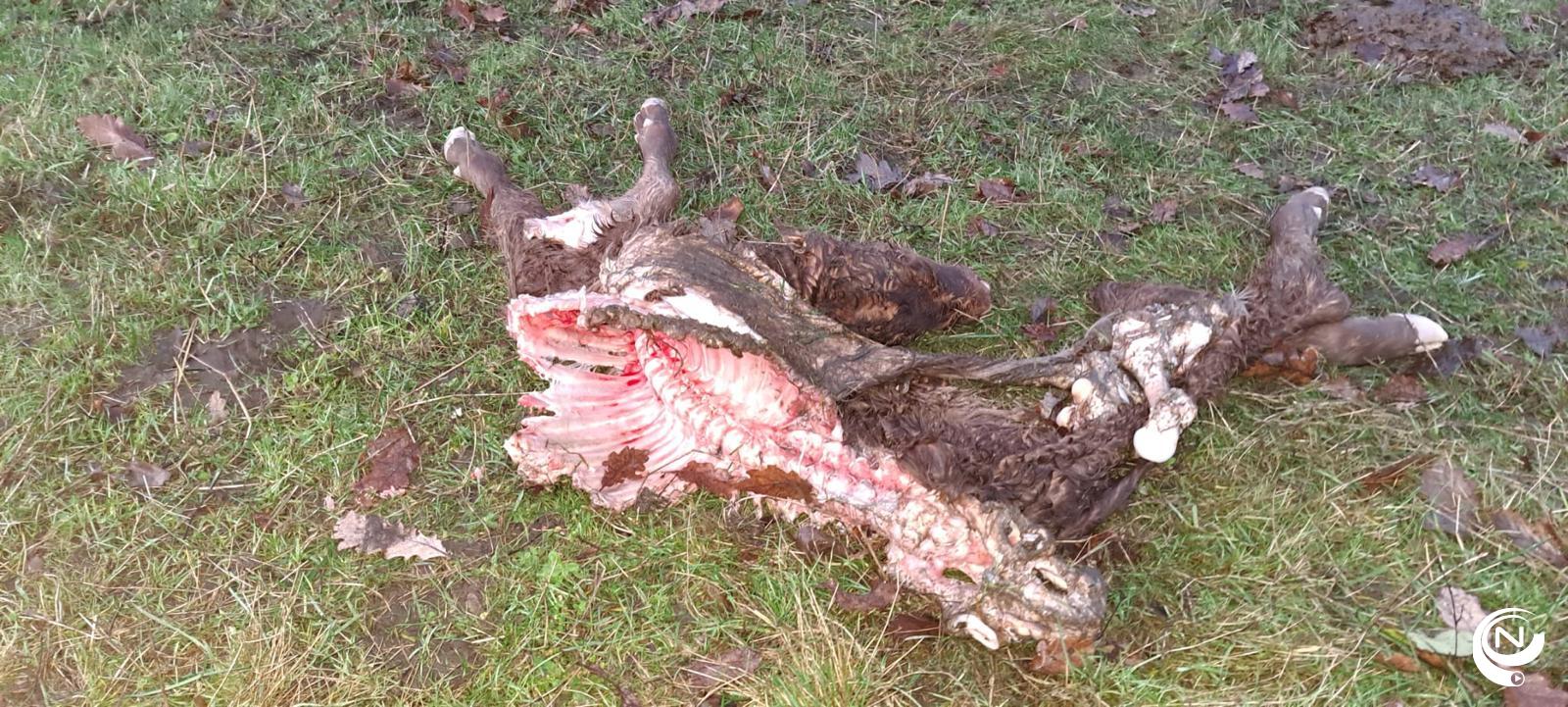 Vannacht heeft er zich opnieuw een dierendrama afgespeeld. In Oosterwijk Schuurveldstraat is bij een hobbyboer een pasgeboren kalfje doodgebeten. 