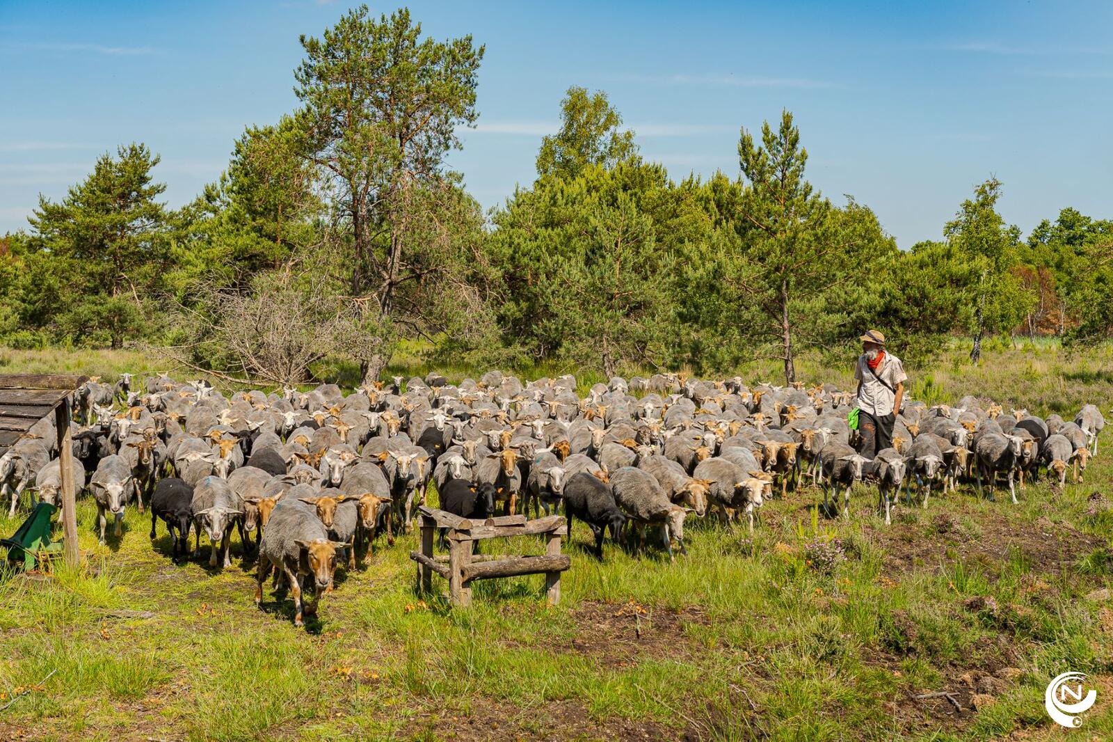 schapen
