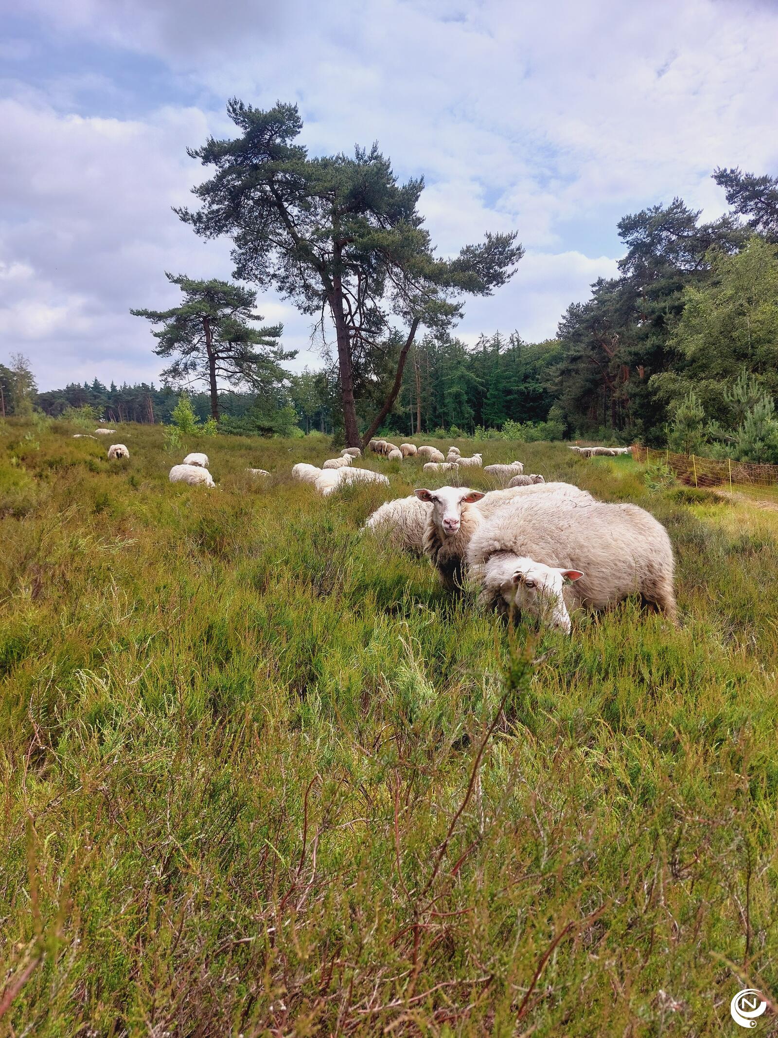 Schapenbegrazing vliegveld van Malle - foto Dennis Routh