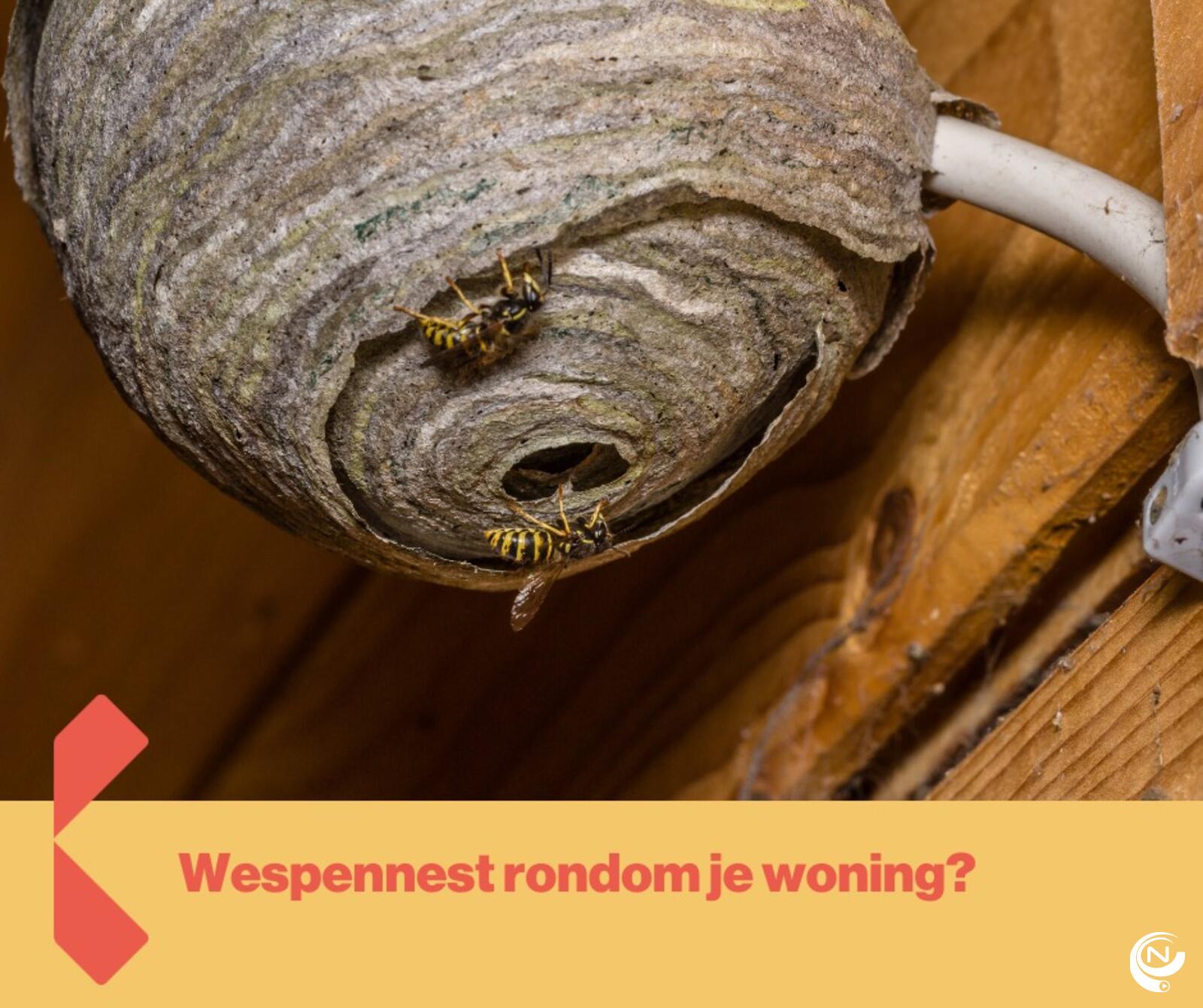 wespennest bw