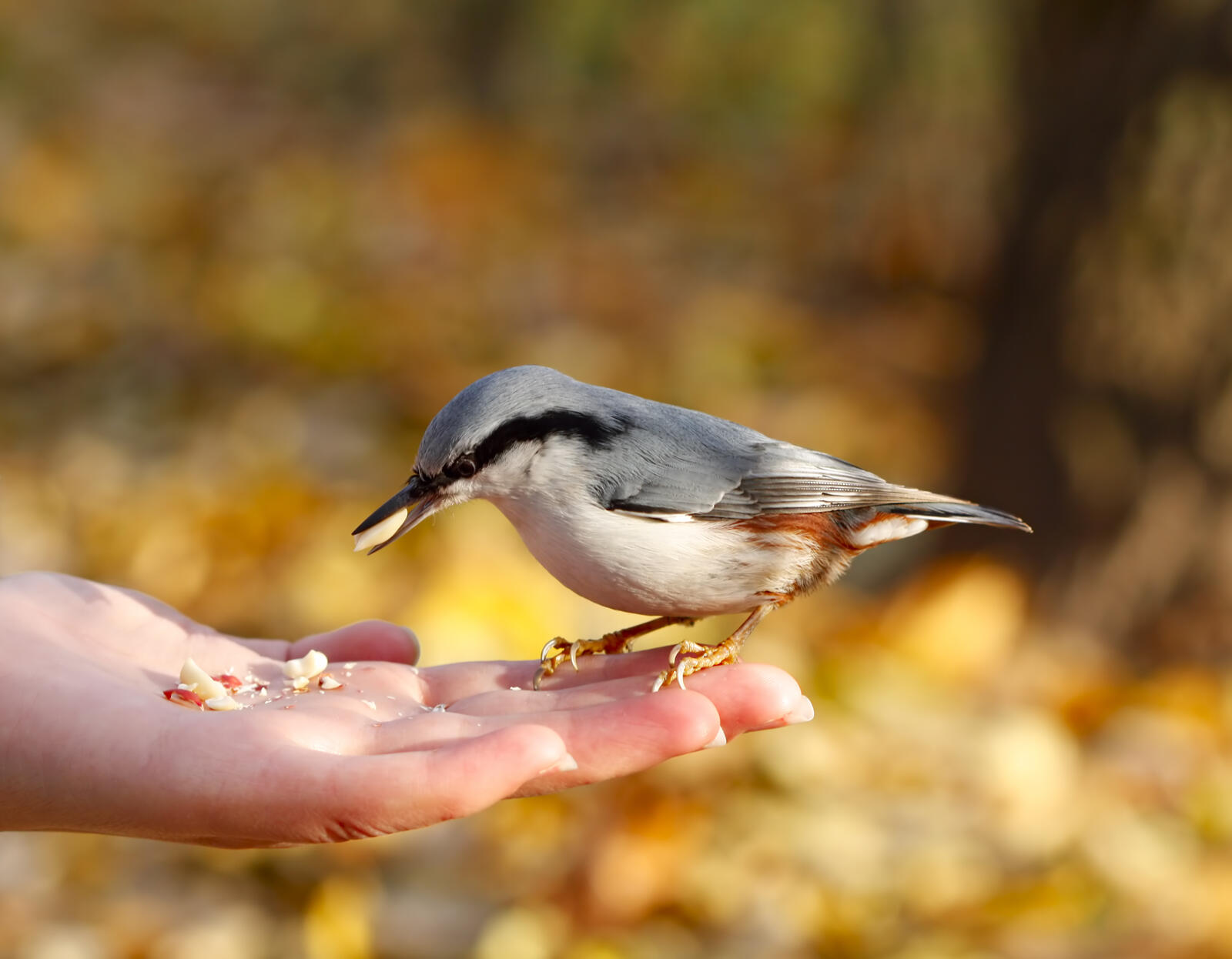 Natuurpunt
