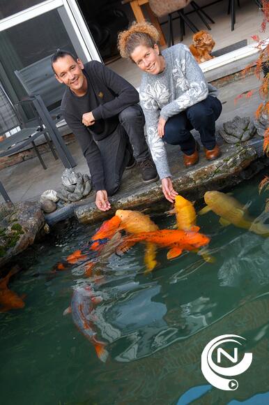 KOI-dokter Maarten uit Vorselaar : "Japanse Koi-vissen zijn levende kunstwerken