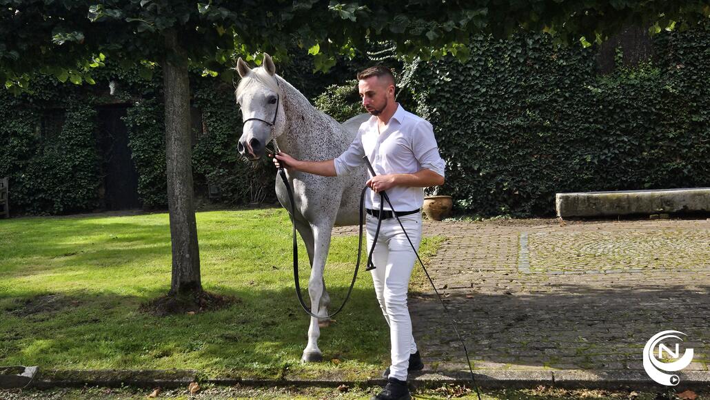 Jadem Arabians