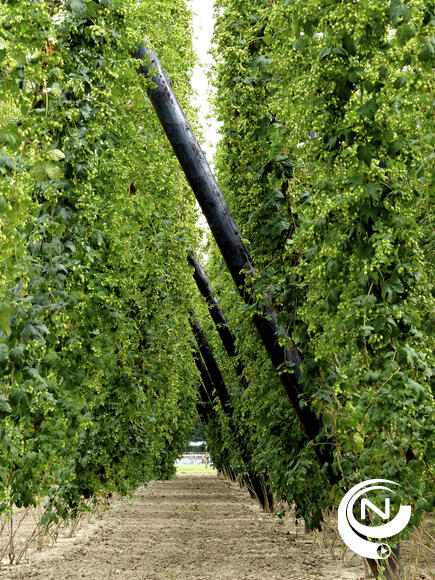 Hopveld Brouwerij Palm