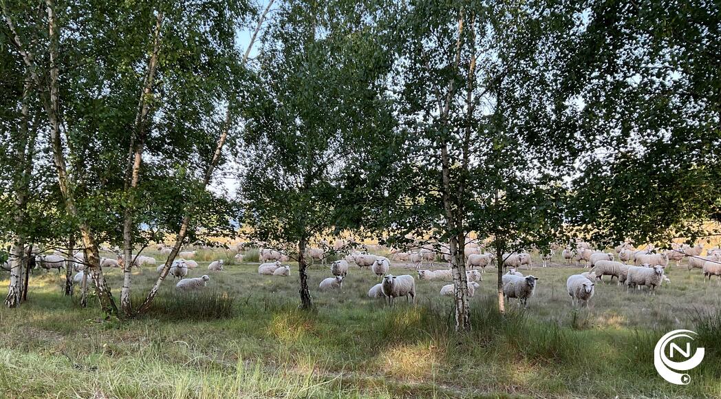 Schapen Mol Kemp vzw