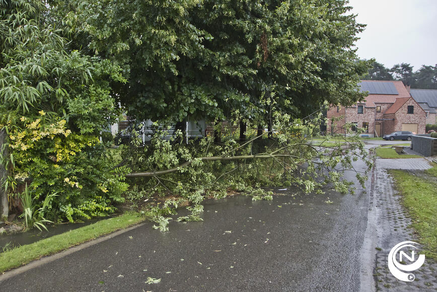 Op Molenheide Vorselaar knapte een boom af en kwam op de weg terecht. 