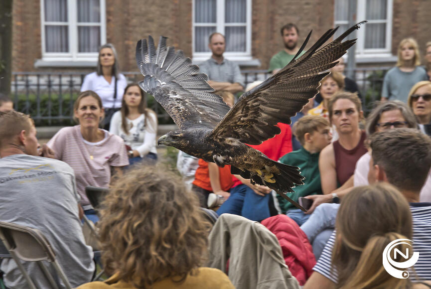 opvallende roofvogelshow valkerij Haristo : Vorselaar bruist