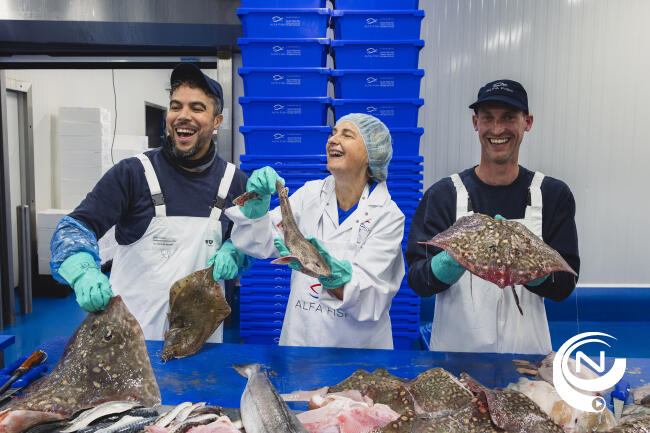 Minister Crevits bezoekt Alfa Fish in Brecht: “Meer Vlaamse vis lokaal verwerken” 