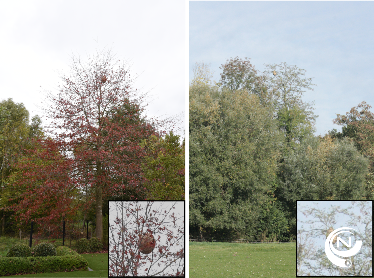 aziatische hoornaar 20250717 identification-nest-tree