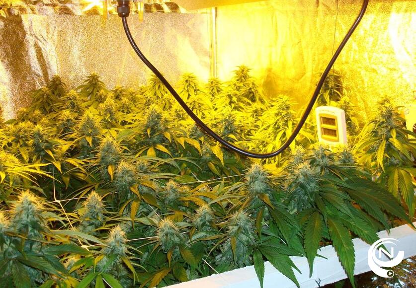 Cannabisplantage 