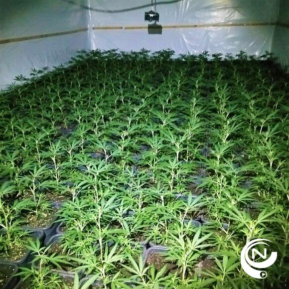 Cannabisplantage Geel