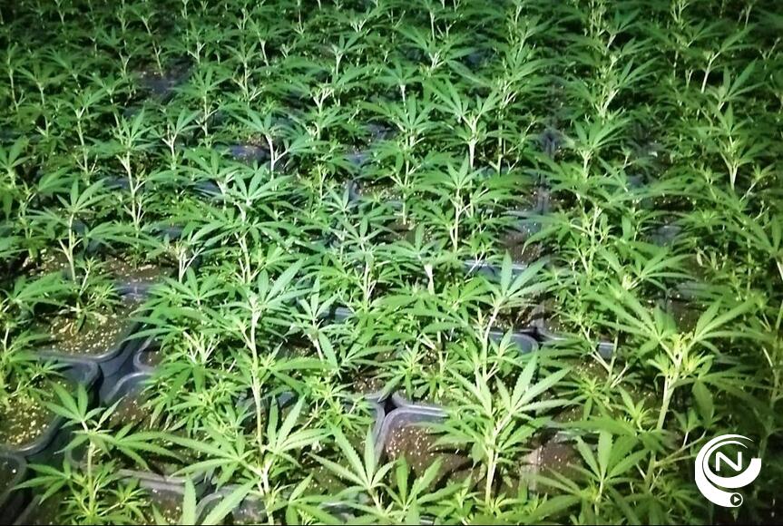 Cannabis - foto archief pol