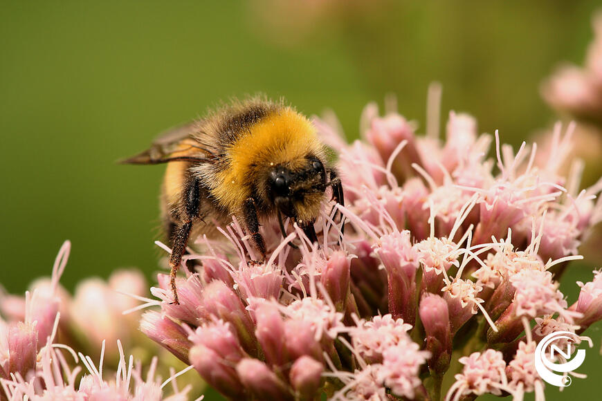 Hommel - foto Natuurpunt