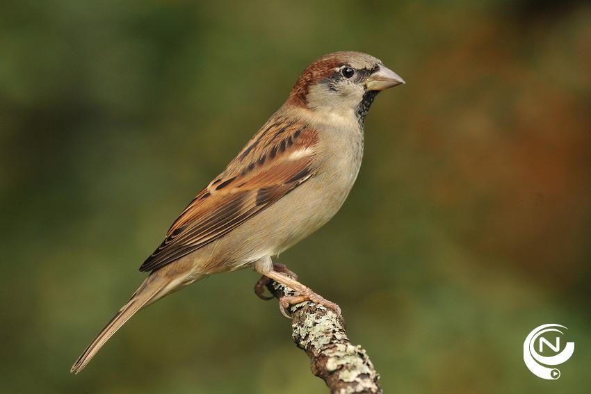 Huismus - foto Natuurpunt