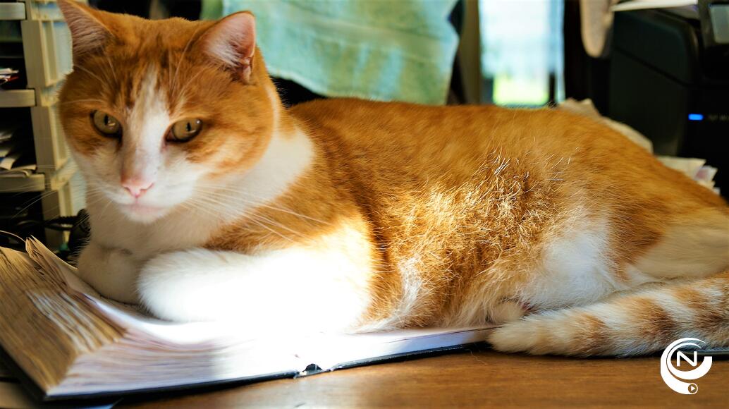 Holly poes