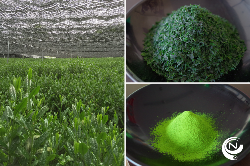 Theeplantage Matcha in Uji Kyoto Japan