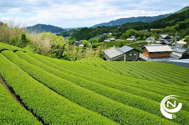 Matcha theeplantages Uji Kyoto