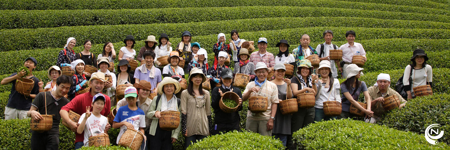 Theeplantage Matcha in Uji Kyoto Japan