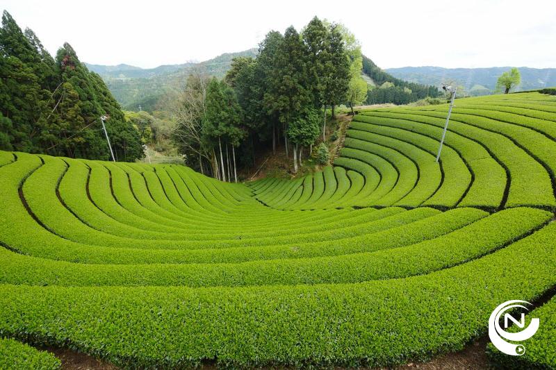 Japan Uji theeplantage Matcha