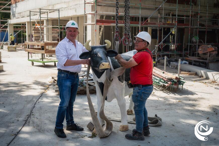 'Koe op het dak luidt hoogste punt nieuw gemeentehuis Olen in'