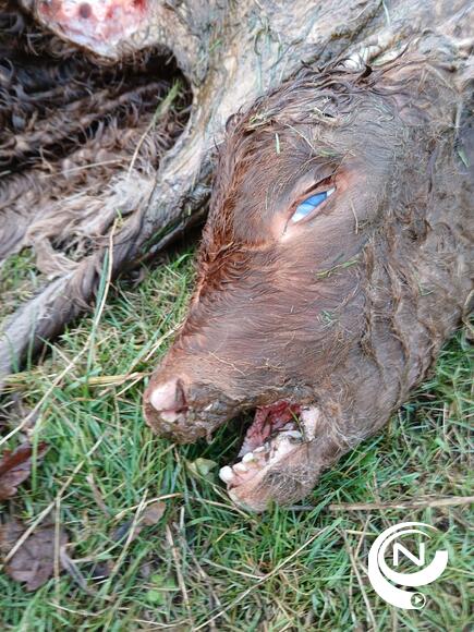 Vannacht heeft er zich opnieuw een dierendrama afgespeeld. In Oosterwijk Schuurveldstraat is bij een hobbyboer een pasgeboren kalfje doodgebeten.  Vermoedelijk is de massacre door een wolf gepleegd.  