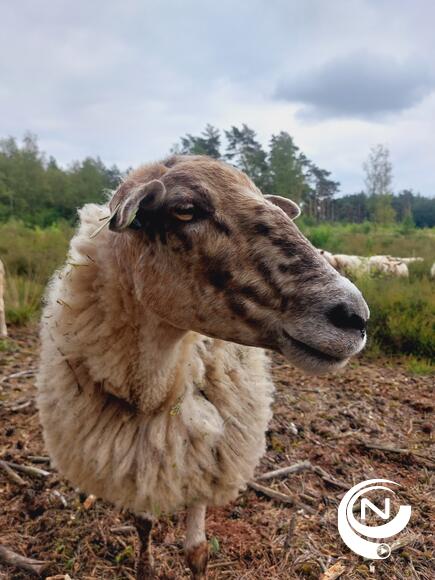 Schapenbegrazing vliegveld van Malle - foto Dennis Routh
