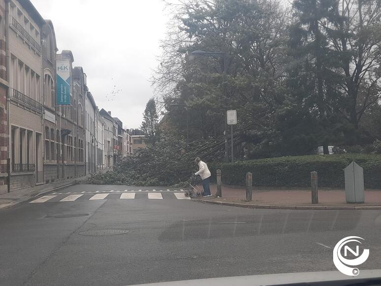 Boom aan St.-Waldetrudiskerk valt over Kerkstraat 
