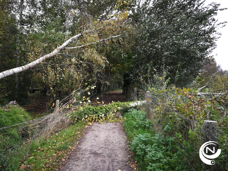 Boom kwakt door storm tegen de grond op wandelpaadje dicht aan de Nete bij Spaanshofpark