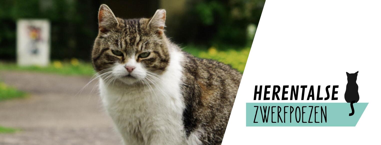Herentalse Zwerfpoezen HZP