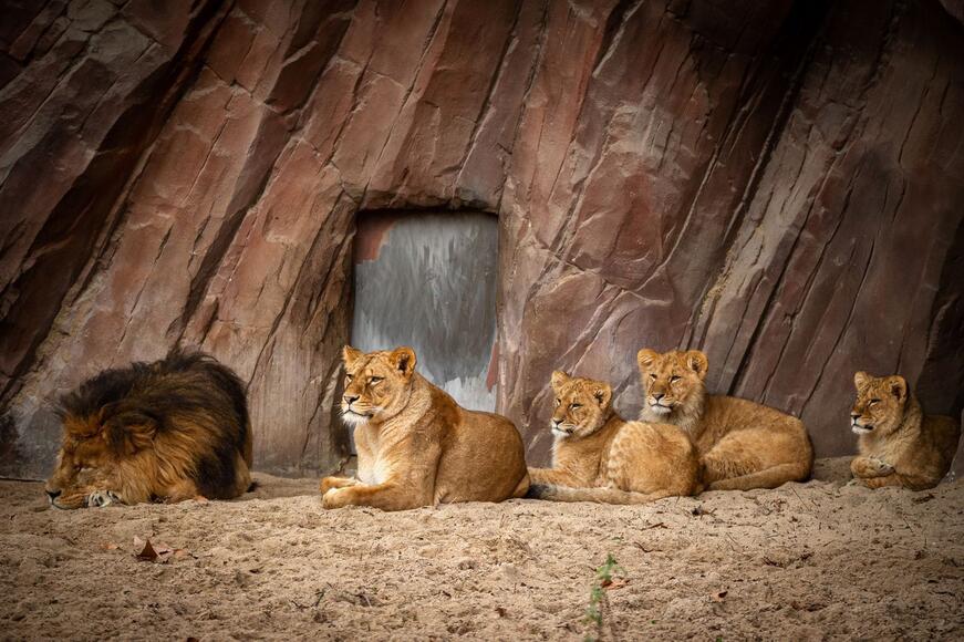 Zoo