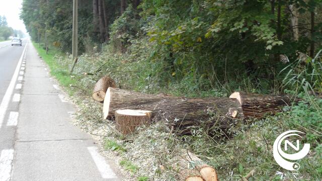 Boom valt op Bouwelsesteenweg in Herenthout