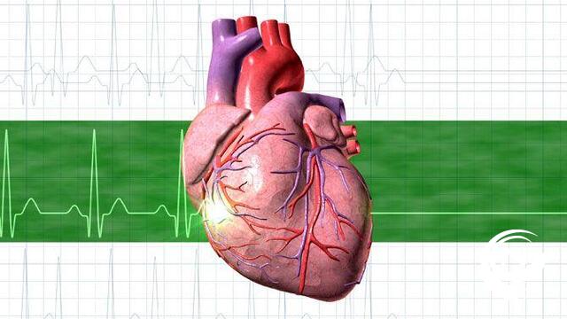 Proteïne ontdekt die ons hart in de maat houdt