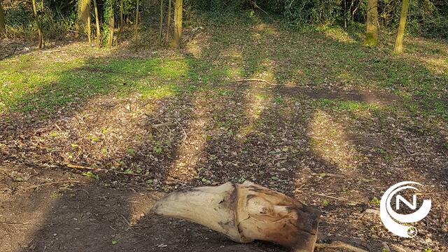 Kabouter uit 'magisch gemeentelijk speelbos' vernield : 'Wie doet zoiets?'