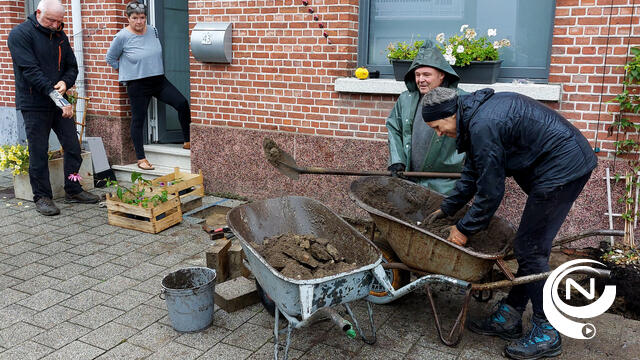 IOK : 'Van grijs naar groen? Inwoners Holven steken handen uit de mouwen om hun straat samen te vergroenen'