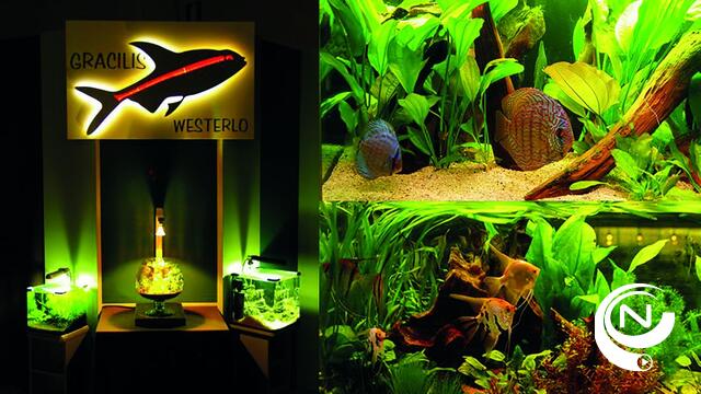 Gracilis viert jubileum met vernieuwende aquashow