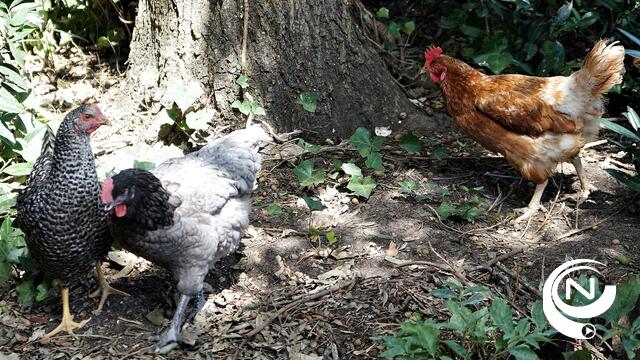 FAVV : 'Vogelgriep in Minderhout, alarmfase 50 pluimveebedrijven geblokkeerd'