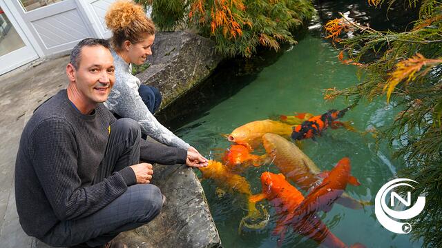 Koi-dokter Maarten uit Vorselaar  : "Japanse Koi-vissen levende kunstwerken, symbool voor geluk, voorspoed, liefde en véél meer"