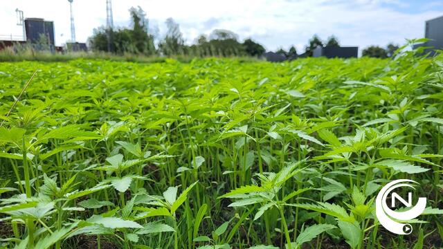 Uniek in de wereld: wilgen, hennep en enzymes halen PFAS uit bodem én grondwater