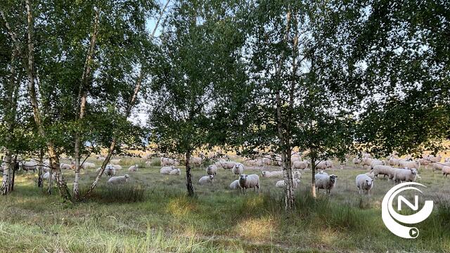 Kemp schapen