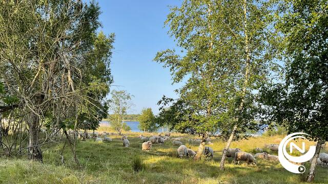 Schapen vzw Kemp begrazen opnieuw oever Kanaalplas